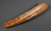 FOSSIL WALRUS IVORY TUSKFossil