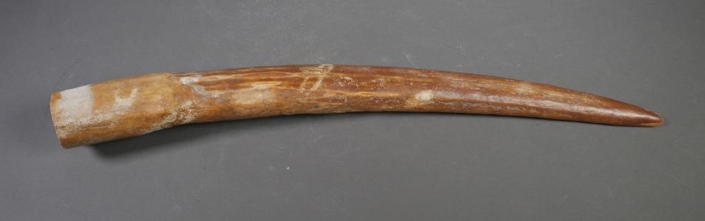 FOSSIL WALRUS IVORY