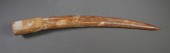 FOSSIL WALRUS IVORY TUSKFossil