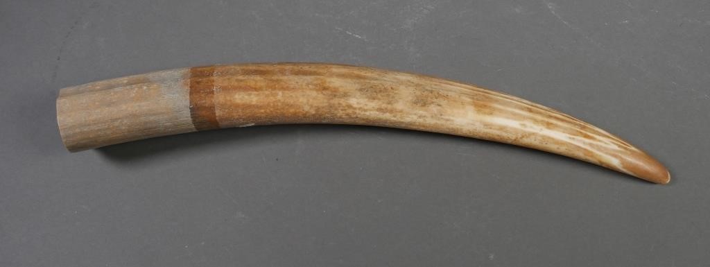 FOSSIL WALRUS IVORY