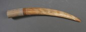 FOSSIL WALRUS IVORY TUSKFossil
