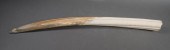 FOSSIL WALRUS IVORY TUSKFossil