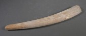 FOSSIL WALRUS IVORY TUSKFossil