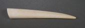 FOSSIL WALRUS IVORY TUSKFossil