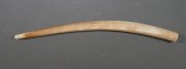 FOSSIL WALRUS IVORY TUSKFossil