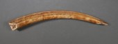 FOSSIL WALRUS IVORY TUSKFossil