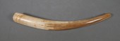 FOSSIL WALRUS IVORY TUSKFossil