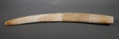 FOSSIL WALRUS IVORY TUSKFossil