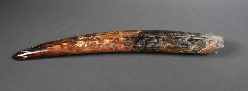 FOSSIL WALRUS IVORY