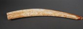 FOSSIL WALRUS IVORY TUSKFossil