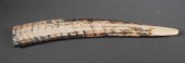 FOSSIL WALRUS IVORY TUSKFossil