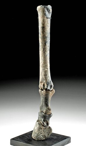 FOSSILIZED ALASKAN EQUUS HORSE FORE