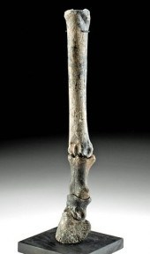 FOSSILIZED ALASKAN EQUUS HORSE