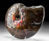 FOSSILIZED AMMOLITE AMMONITE W