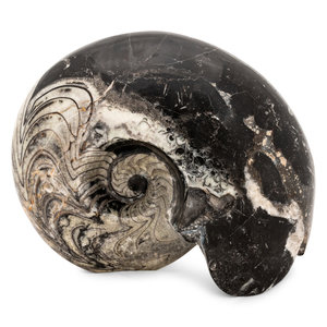 Fossilized Ammonite Shell 14 x 6
