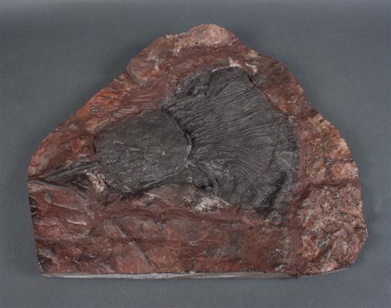 Fossilized crinoid 15 x 15 in.