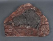 Fossilized crinoid 15 x 15 in.