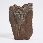 Fossilized Crinoid, Morocco, O