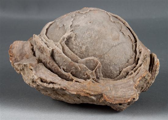 Fossilized dinosaur egg 6 x 5 in.