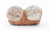 FOSSILIZED DINOSAUR EGGS, 2<br
