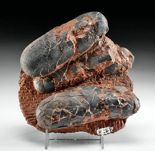 FOSSILIZED DINOSAUR OVIRAPTOR EGG