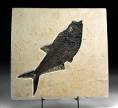 FOSSILIZED DIPLOMYSTUS FISH FR