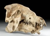 FOSSILIZED ENTELODONT HELL PIG