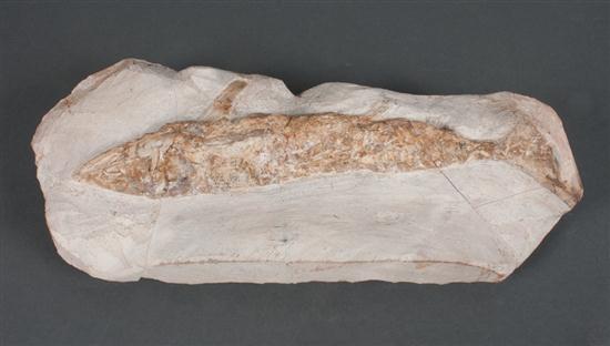 Fossilized fish skeleton 14 in.