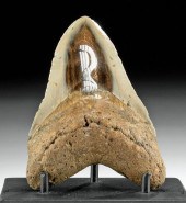 FOSSILIZED INDONESIAN MEGALODO