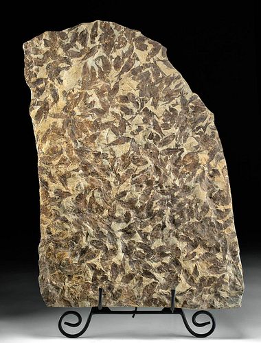 FOSSILIZED KNIGHTIA SHOAL / LIFE