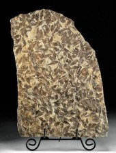 FOSSILIZED KNIGHTIA SHOAL / LI