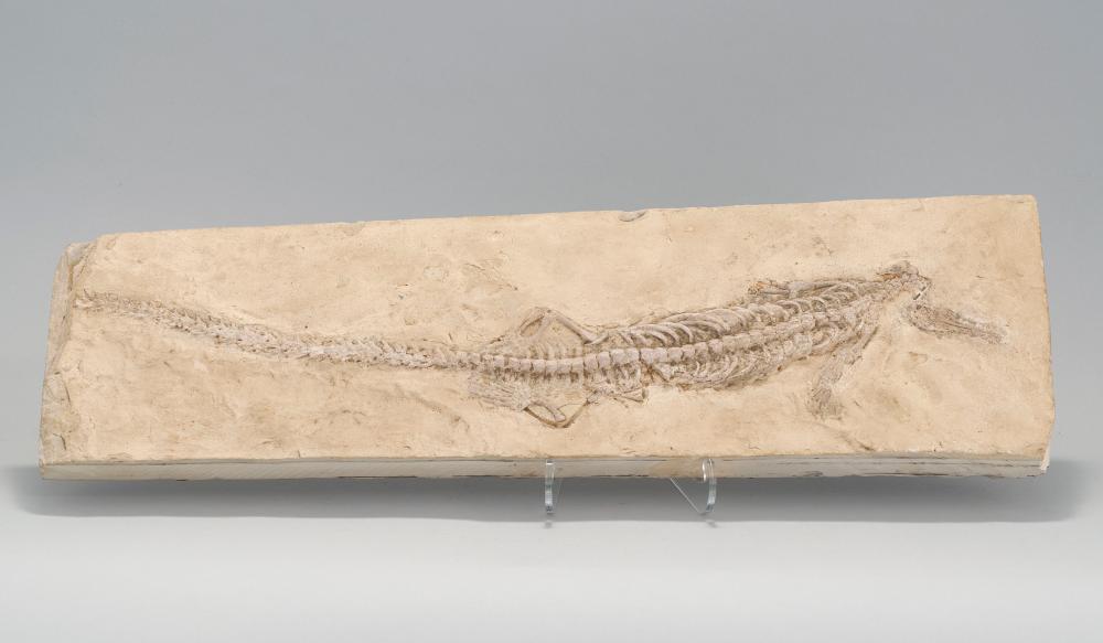 FOSSILIZED LARIOSAURUS LENGTH