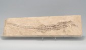 FOSSILIZED LARIOSAURUS LENGTH