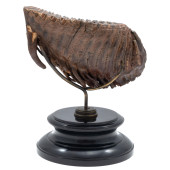 FOSSILIZED MAMMOTH TOOTH<br>Fo