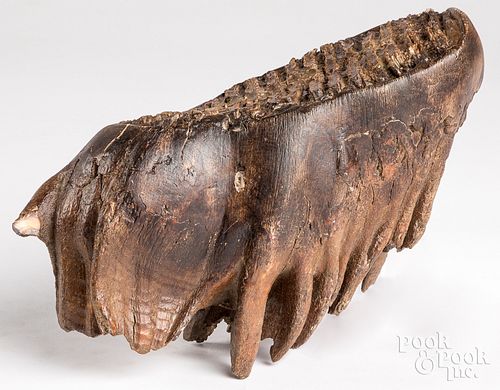 FOSSILIZED MAMMOTH