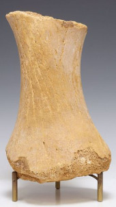 FOSSILIZED MASTODON BONE<br>Fo
