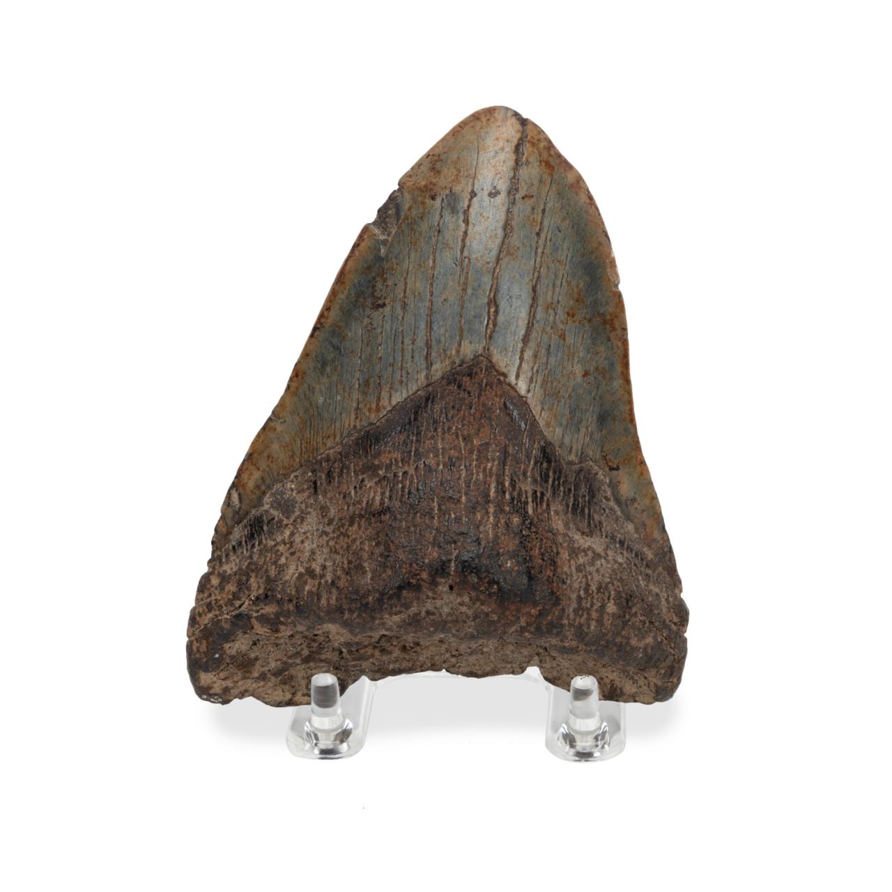 FOSSILIZED MEGALODON SHARK TOOTH