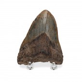 FOSSILIZED MEGALODON SHARK TOO