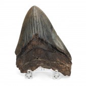 FOSSILIZED MEGALODON SHARK TOO