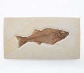 FOSSILIZED MEGALODON SHARK TOO