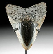 FOSSILIZED MEGALODON TOOTH POL