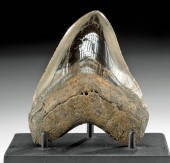 FOSSILIZED MEGALODON TOOTH W/