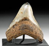 FOSSILIZED MEGALODON TOOTH W/