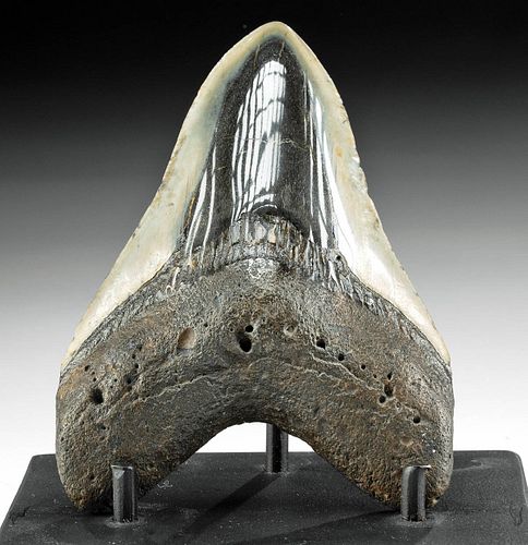 FOSSILIZED MEGALODON TOOTH W/