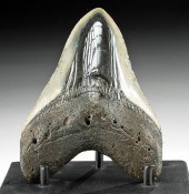 FOSSILIZED MEGALODON TOOTH W/