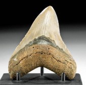 FOSSILIZED MEGALODON TOOTHAnci