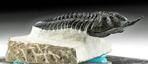 FOSSILIZED MOROCANITES TRILOBITE W/