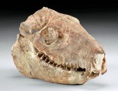 FOSSILIZED OREODONT MERYCOIDOD