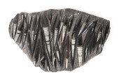 FOSSILIZED ORTHOCERAS SQUID SP