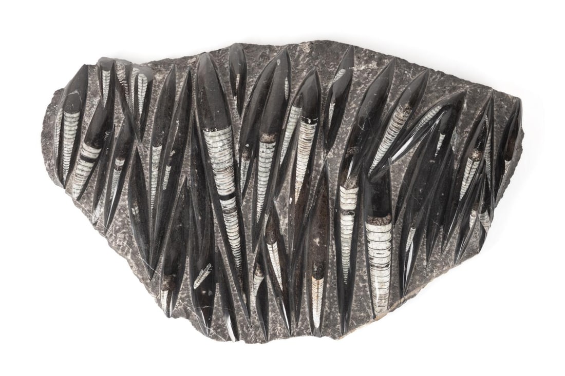FOSSILIZED ORTHOCERAS SQUID